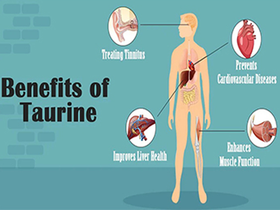 What Is The Role Of Taurine Powder In The Body?
